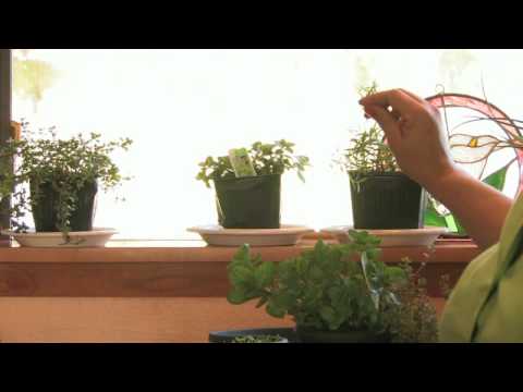 how to grow herbs