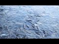 Way Too Many Fish in the Bangkok River