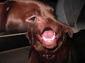 Chocolate Labrador Puppy [[ my puupy ]]