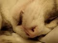 眠りネコ動画