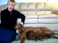 my-real-farm-rhodesian-ridgebacks-vir...