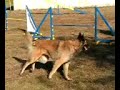 funniest-dog-agility-bloopers.html
