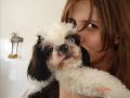Luckinho, uma amor de cachorrinho!!!
