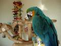 videos de Singing Loudly