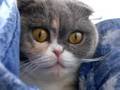 Scottish Fold Eyes