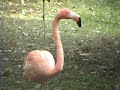 Bronx Zoo