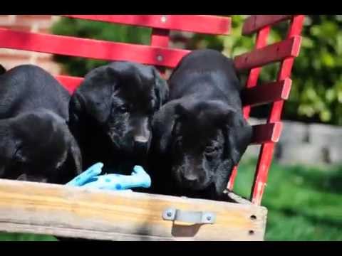 Black Lab Puppies For Sale