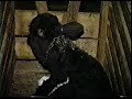 Veal Ad Veal Ad