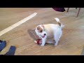 Enlace a ¿Qué es lo que haría un perro durante un ataque zombi?