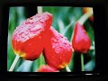 GMP67 video NEW GENERATION MP3 MP4 GMP67 video NEW GENERATION MP3 MP4