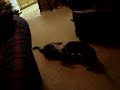 dog taunts cat, cat fights back!