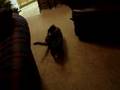 dog taunts cat, cat fights back!