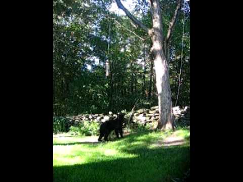 See video