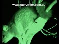 Cute Mini Kangaroos + other Marsupials Cute Mini Kangaroos + other Marsupials