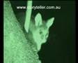 Cute Mini Kangaroos + other Marsupials
