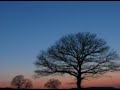 Enya trees