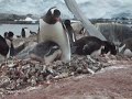 Baby gentoo poops Baby gentoo poops