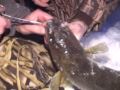 The Fishing Guide - Ice Fishing for Walleye The Fishing Guide - Ice Fishing for Walleye