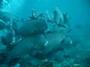 Humphead Parrotfish