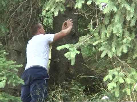 Spectacol cu ursi la Cota 1400
