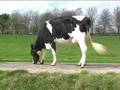 Toros de leche - APPLAUSE