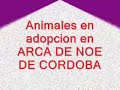 arca de noe de cordoba
