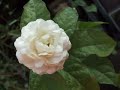 Jazm�n-Irup� Tarrag� Ros