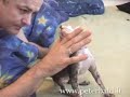 Cliquez pour voir la vid�o