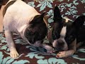 those of you with multiple dogs probably know what i mean when i say it doesn't matter how many toys/bones you buy for them, sometimes they just want what the other one is having.

here, dobby the frenchie wasn't paying any attention to the bone at first but as soon as his big sis cookie the boston started to chew on it, he wanted it too.  

poor cookie couldn't enjoy the bone in peace - she had to endure dobby's infamous sticky paw, the shameless booty slam, and worst of all, the obnoxious noggin-shaking.  she's a good sport.