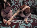 those of you with multiple dogs probably know what i mean when i say it doesn't matter how many toys/bones you buy for them, sometimes they just want what the other one is having.

here, dobby the frenchie wasn't paying any attention to the bone at first but as soon as his big sis cookie the boston started to chew on it, he wanted it too.  

poor cookie couldn't enjoy the bone in peace - she had to endure dobby's infamous sticky paw, the shameless booty slam, and worst of all, the obnoxious noggin-shaking.  she's a good sport.