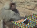 Baboons at the Prospect Park Zoo Open Their Presents