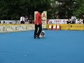 SHIH TZU DOG SHOW (KOREA)