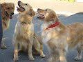Seven Golden Retrievers Playing Ball