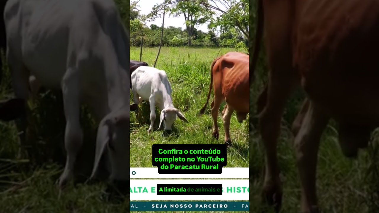 Boi Gordo e Reposição em Foco, com Vlamir Brandalizze e Moacir Naves.