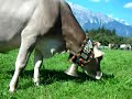 Almabtrieb - Telfes, Austria
