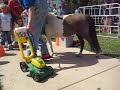 Barbie Miniature Horse at Pet Expo Orange County, Caifornia
