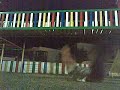 aburridos en tabaiba