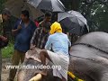 Identity cards, elephant, jumbo, Vadakumnathan temple, Thrissur, Kerala, India