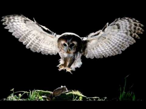 Illuminati : Owl Spire : Pyramid : ...