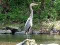 Great Blue Heron 4 Great Blue Heron 4