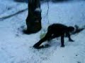 Snow Fun