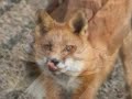 Coal Porters - Fox Ate My Shoe