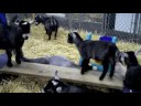 Goats at the Fair