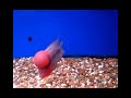 Click here to watch this video Super red Dragon kok 6 inch No 3