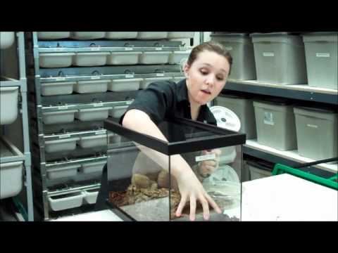 how to care for a royal python