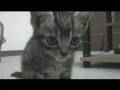 子猫のマロン♪　完全版