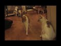 Click here to watch this video おーあみシェルター ナイスキャッチ