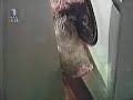 Svinja Sa Banovog Brda