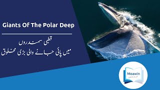 Giants Of The Polar Deep