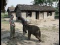 Baby elephant